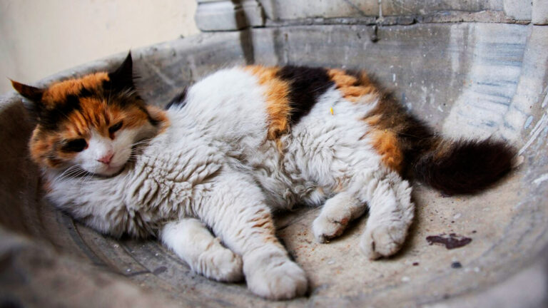 voyage-emotionnel-de-22-heures-pour-adopter-ash-un-chat-special-atteint-de-leucose-feline6530