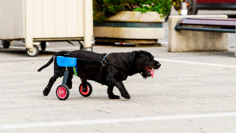 wheelber-le-courageux-chien-a-mobilite-reduite-pose-joyeusement-en-pleine-nature-pour-trouver-une-famille-aimante6521