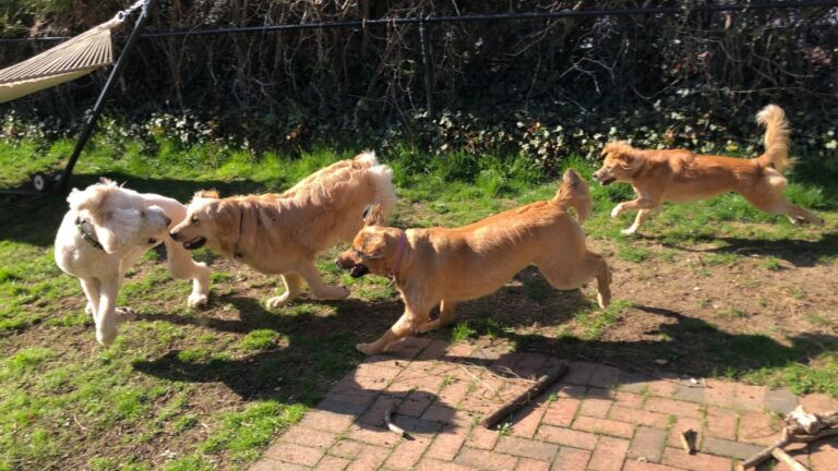 4-chiens