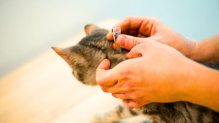 antipuces-chat