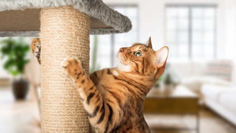 arbre-a-chat