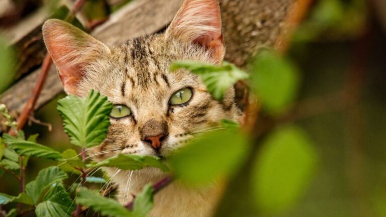 capturer-chat-sauvage