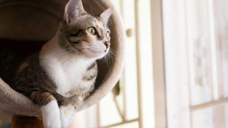 cat-sitting