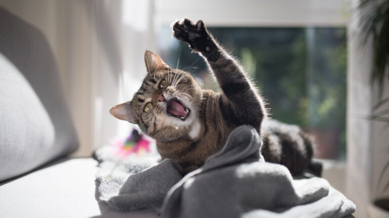 chat-abces