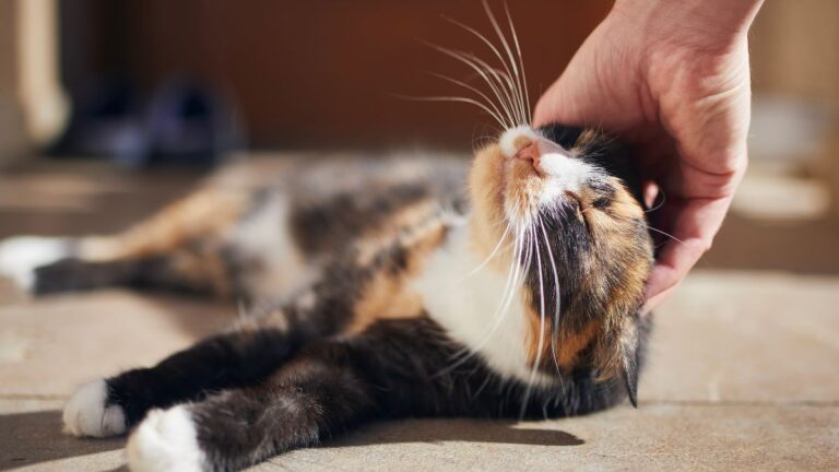 chat-affectueux-races