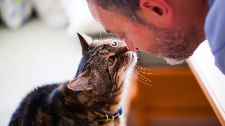 chat-age-maison