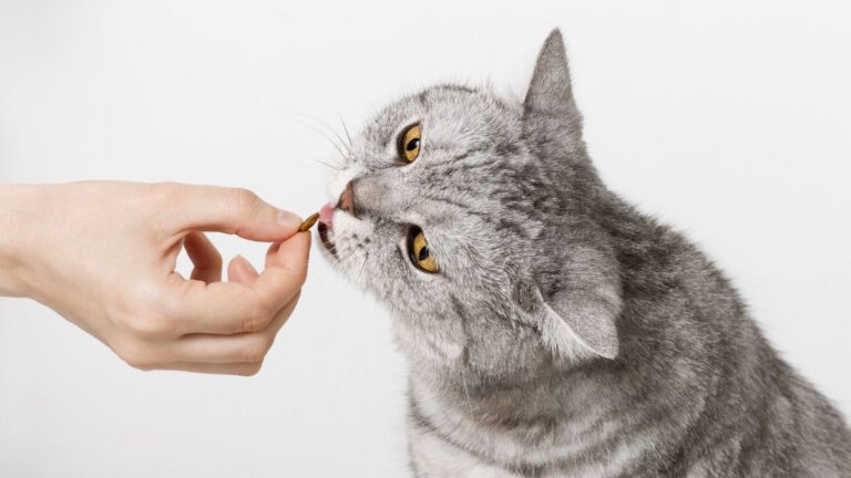 chat-aliments
