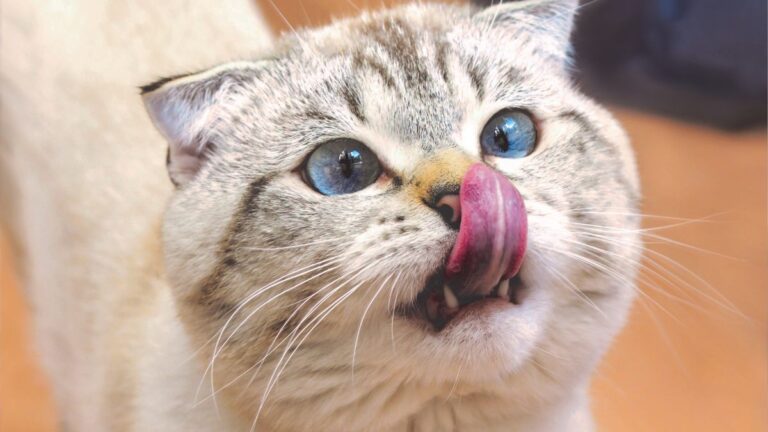 chat-allergene