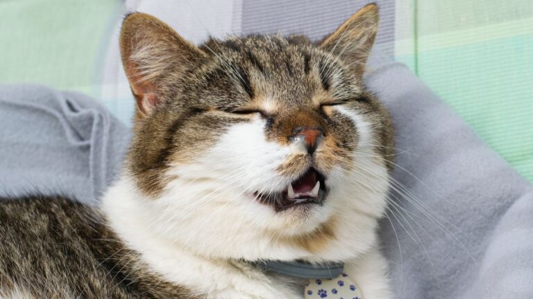 chat-allergies