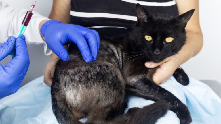 chat-alopecie