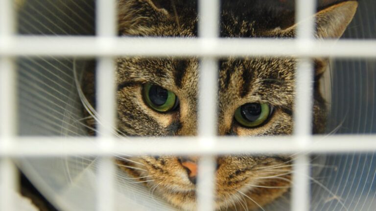chat-anxieux-veterinaire