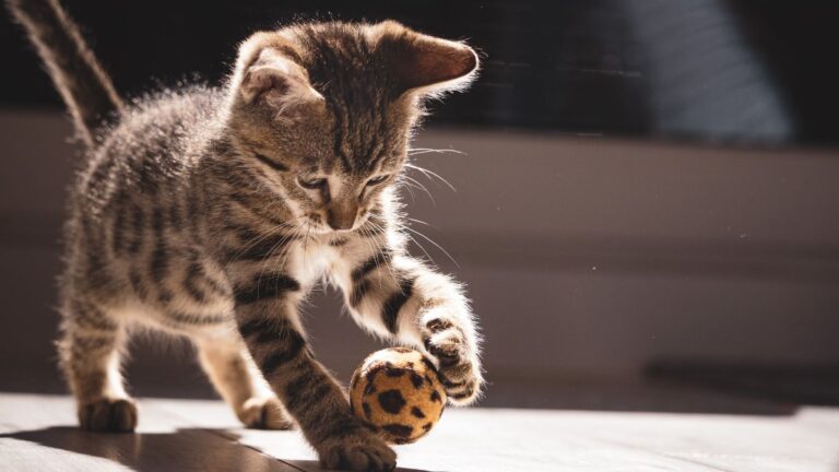 chat-assurance