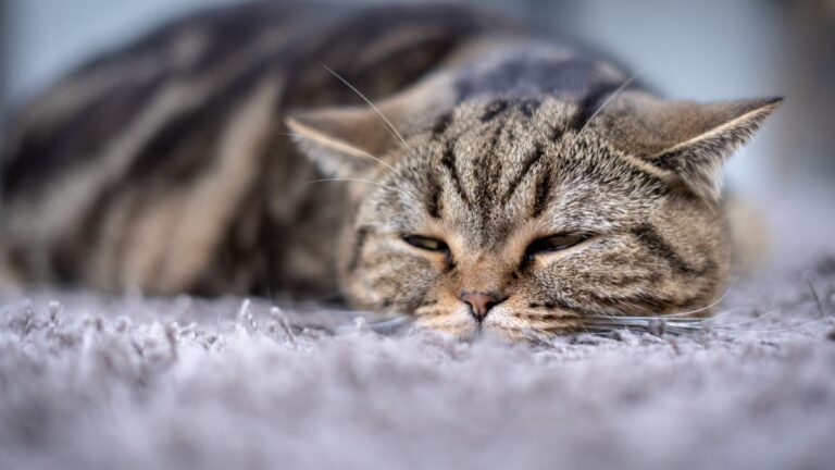 chat-assurances