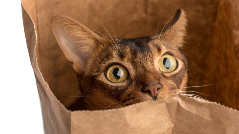 chat-assurances