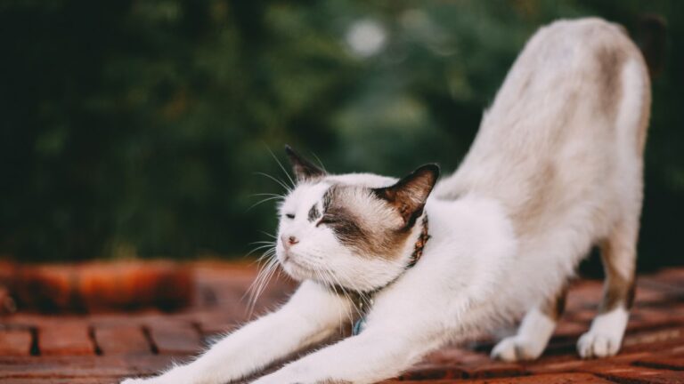 chat-bien-etre