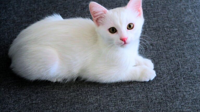 chat-blanc