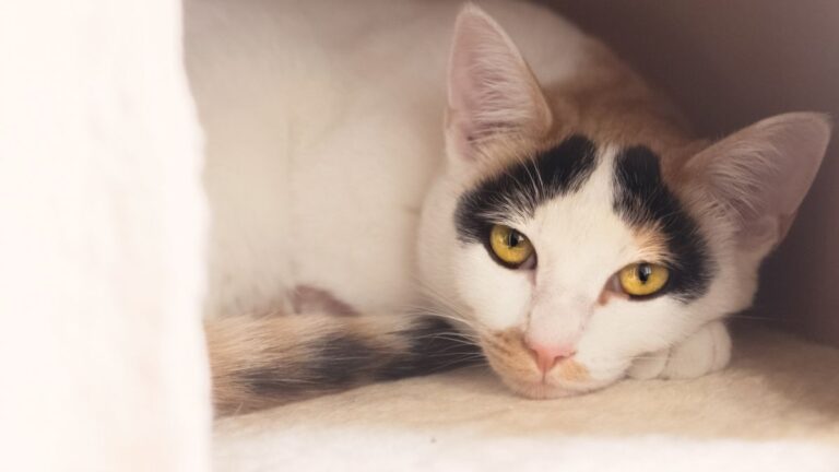 chat-boudeur