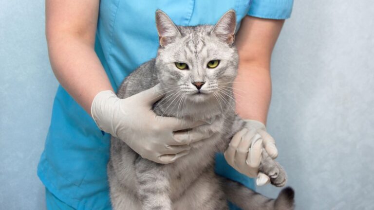 chat-cardiaque