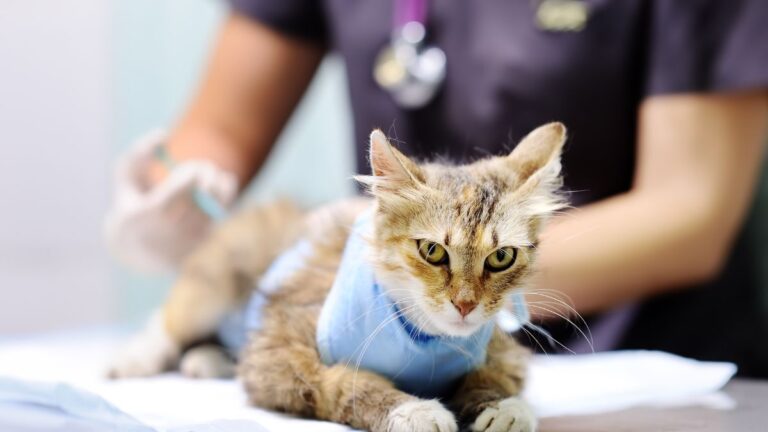 chat-cardiomyopathie