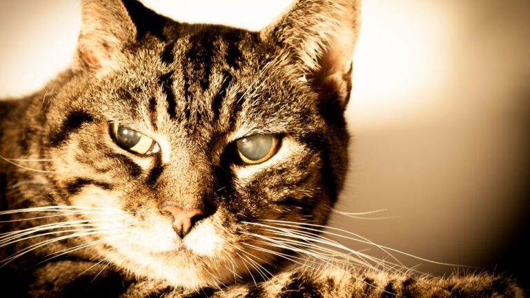 chat-cataracte