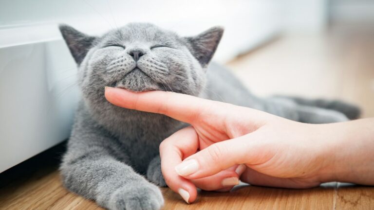 chat-changements-comportement