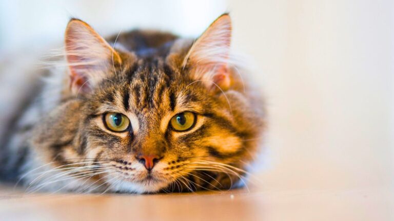 chat-cinq-sens