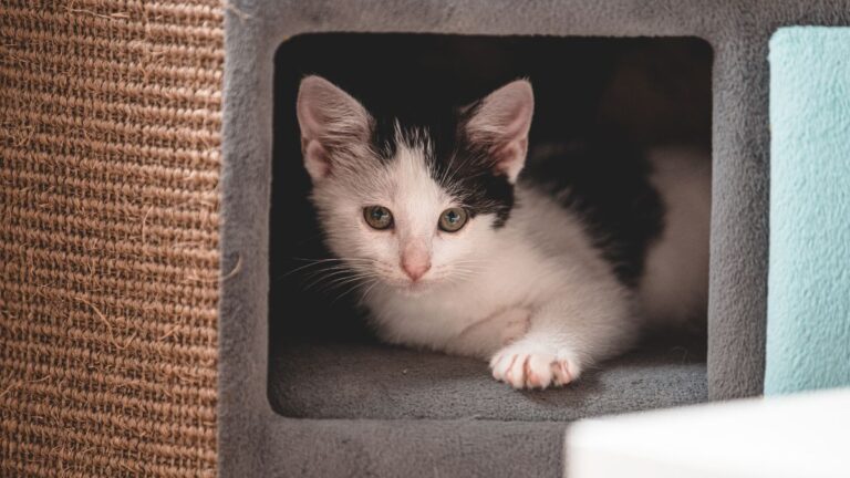 chat-cohabitation