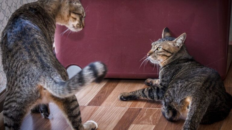 chat-compagnon
