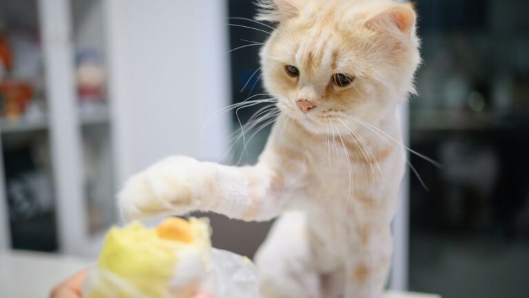 chat-comportement
