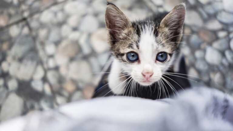 chat-comportement