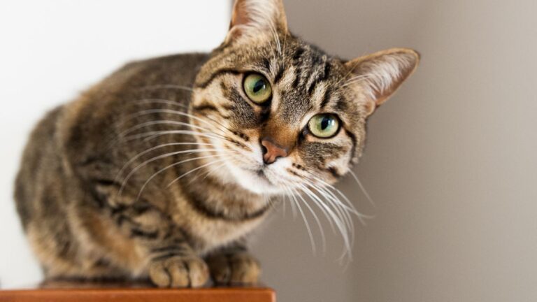 chat-comportement