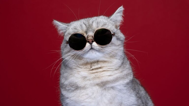 chat-concours-beaute
