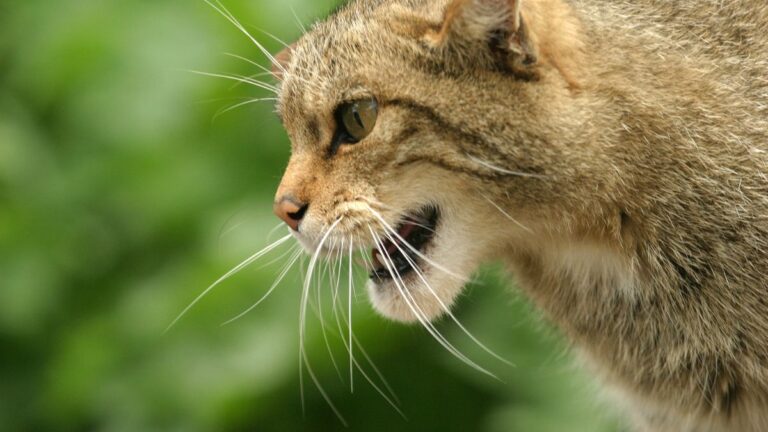 chat-crache