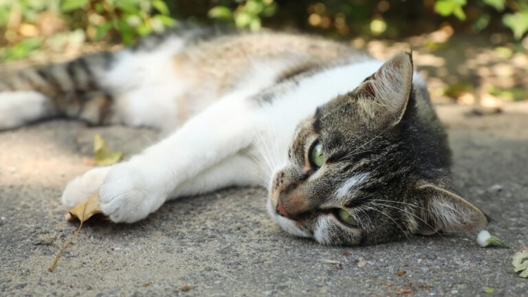 chat-deces