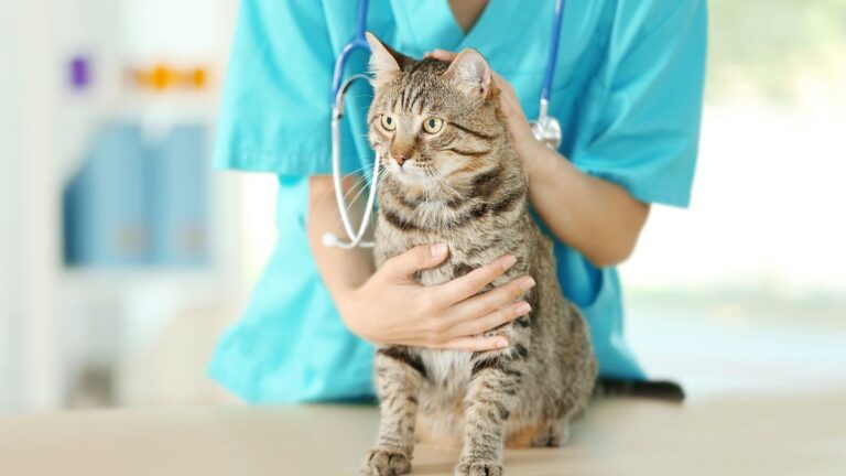 chat-depenses-veterinaire