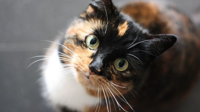 chat-diabete