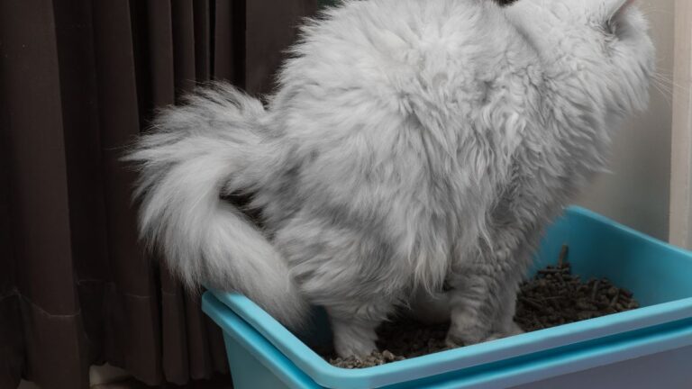 chat-diarhee