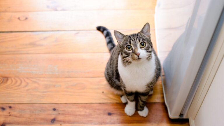 chat-domestique