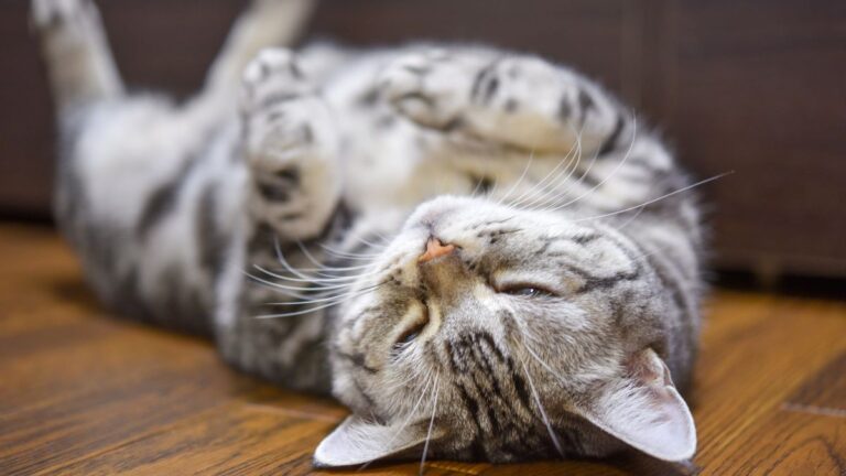 chat-dos-rond