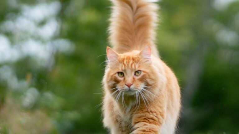 chat-duree-vie