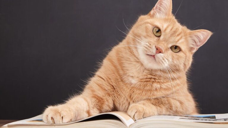 chat-education