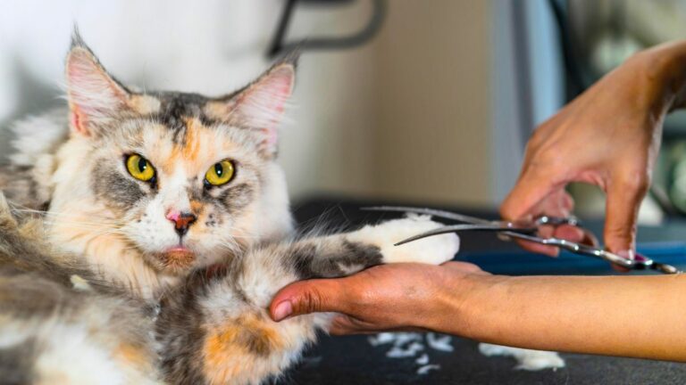chat-eliminer-poils