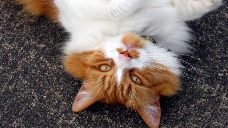 chat-endroit-insolite