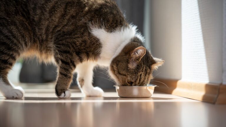 chat-faim