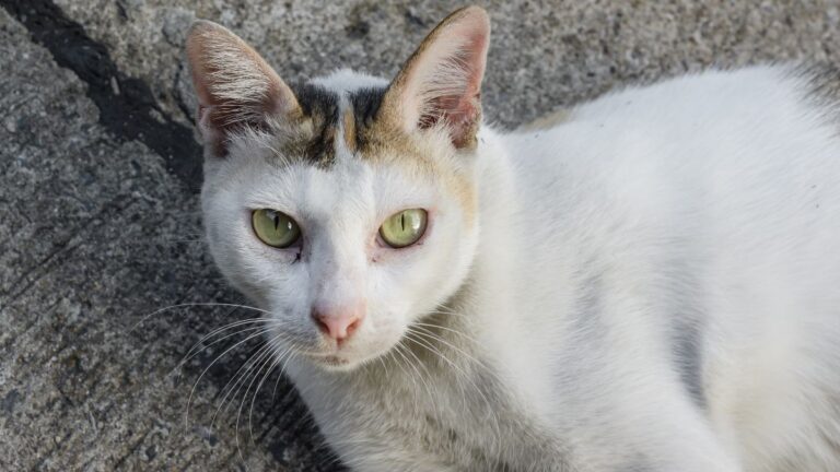 chat-fibrosarcome
