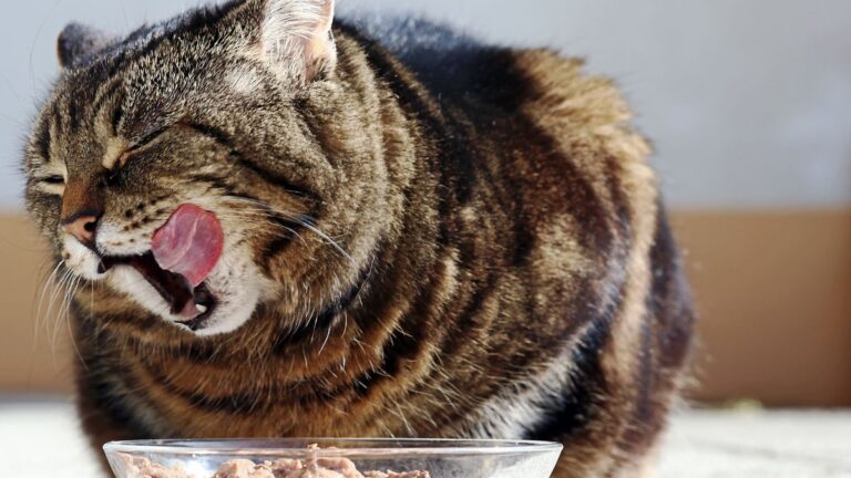 chat-gastrite