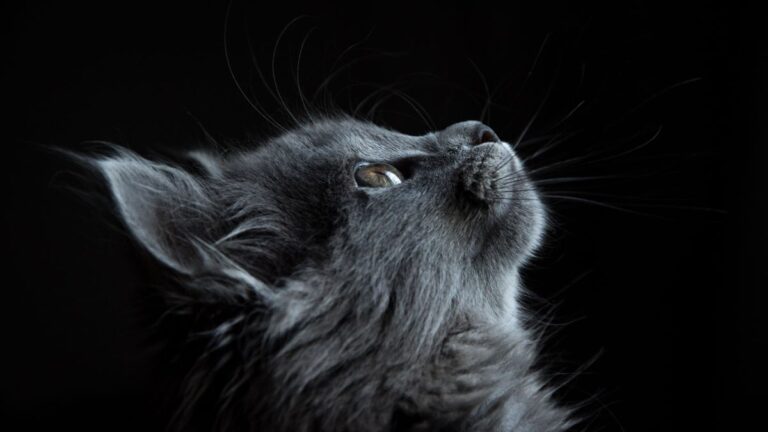 chat-glycogenose