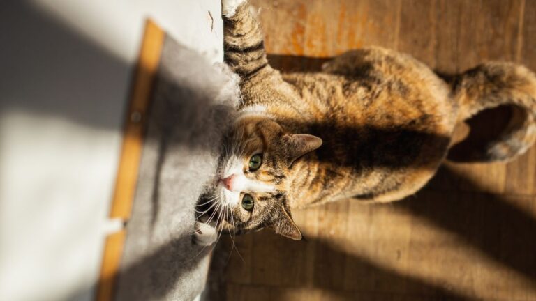 chat-gratte
