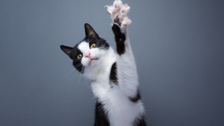 chat-griffes
