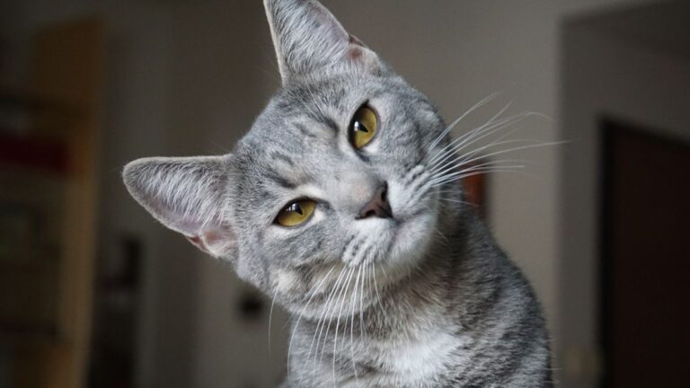 chat-gris-pelage